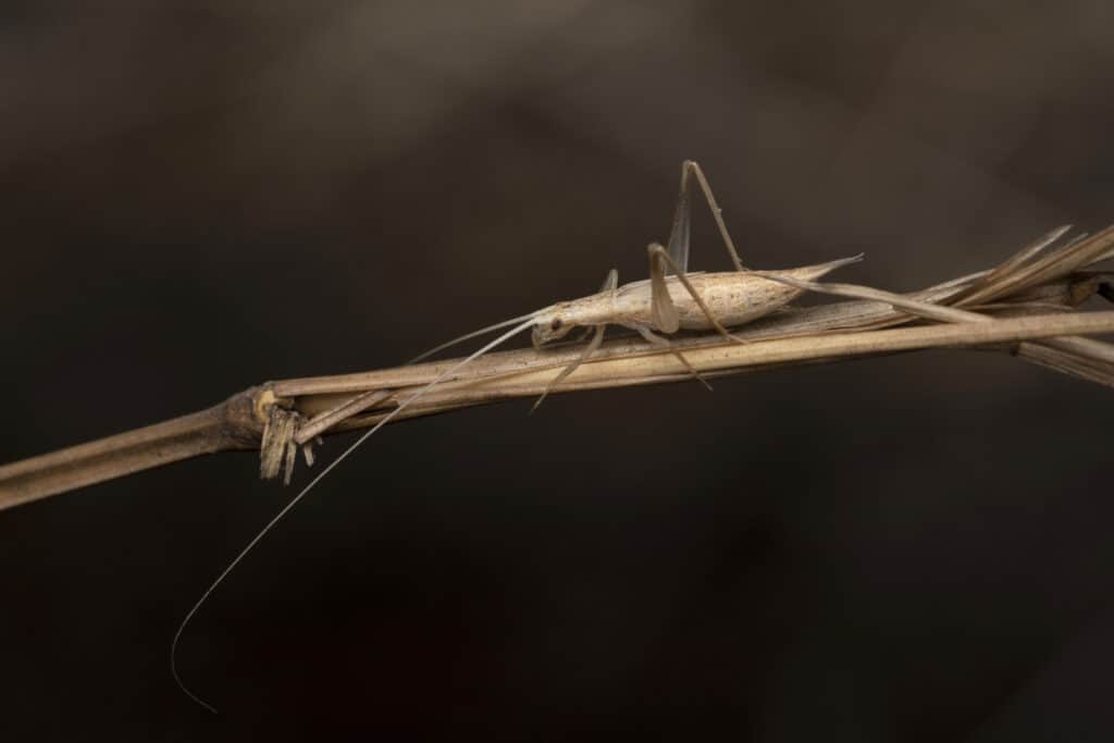 Tree cricket, Oecanthus bilineatus, Pune, Maharashtra, India