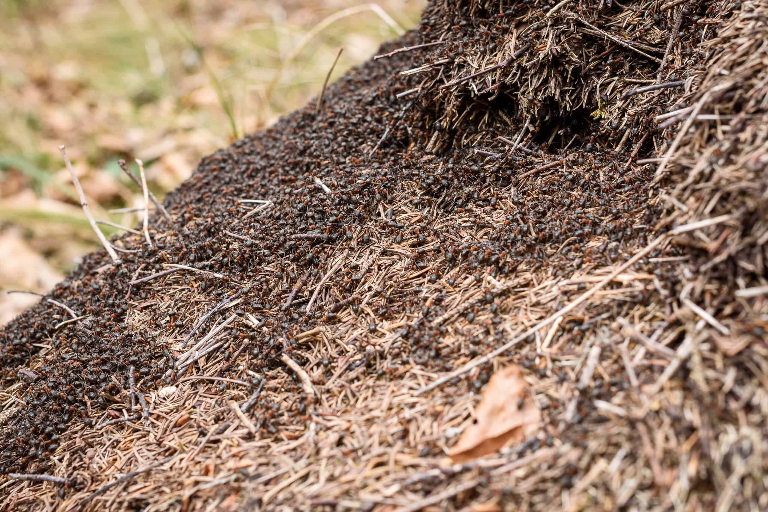 Ant supercolony