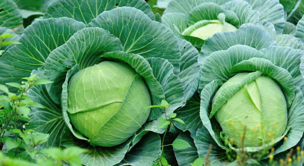 Green cabbages growing in a field.
