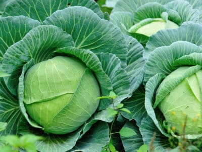A How to Grow Cabbage: Your Complete Guide