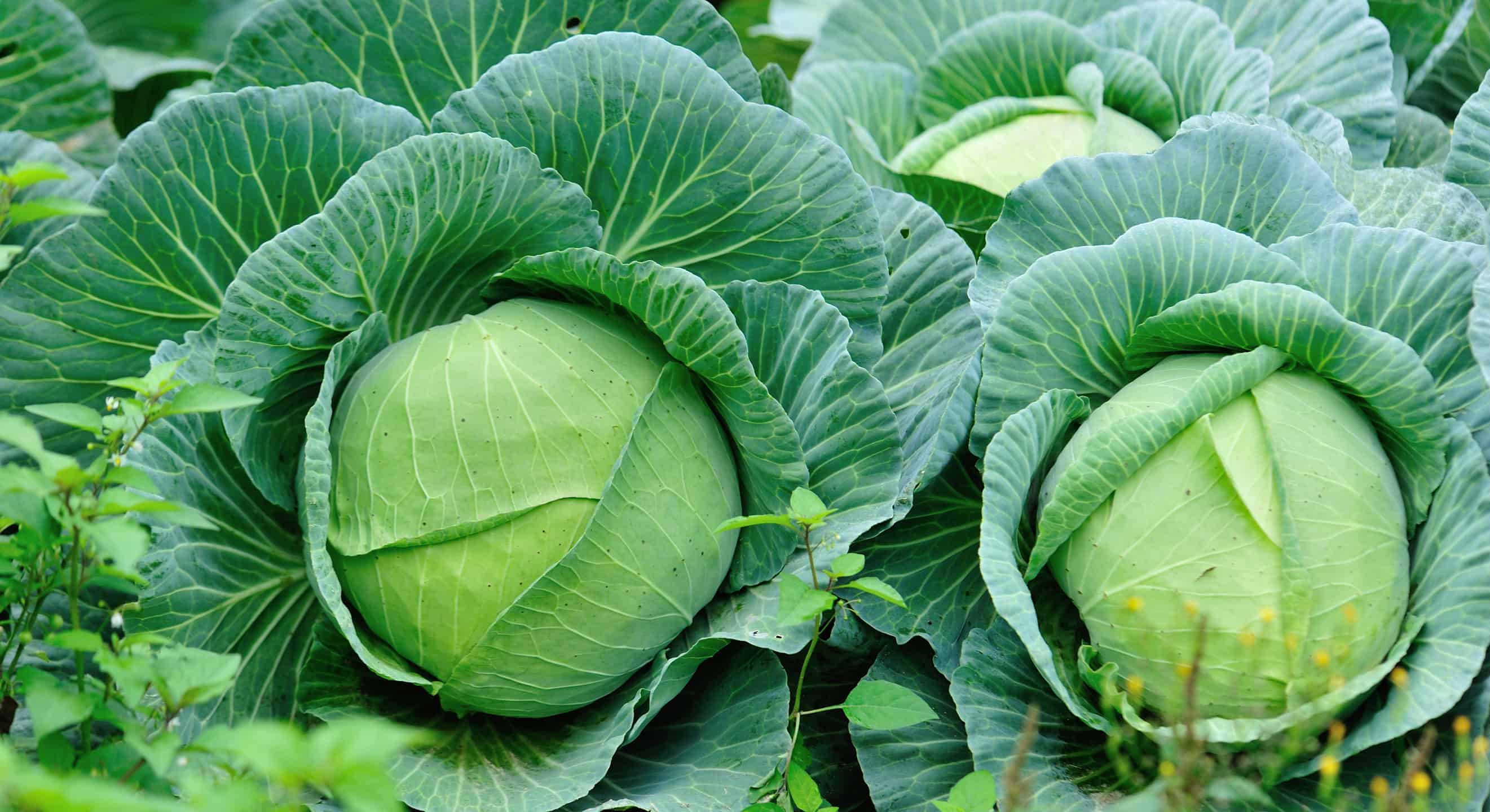 How to Grow Cabbage: Your Complete Guide - AZ Animals