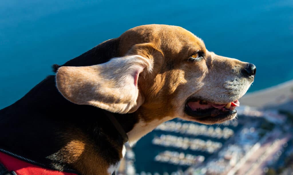 Animal, Beagle, Dog, Horizontal, No People