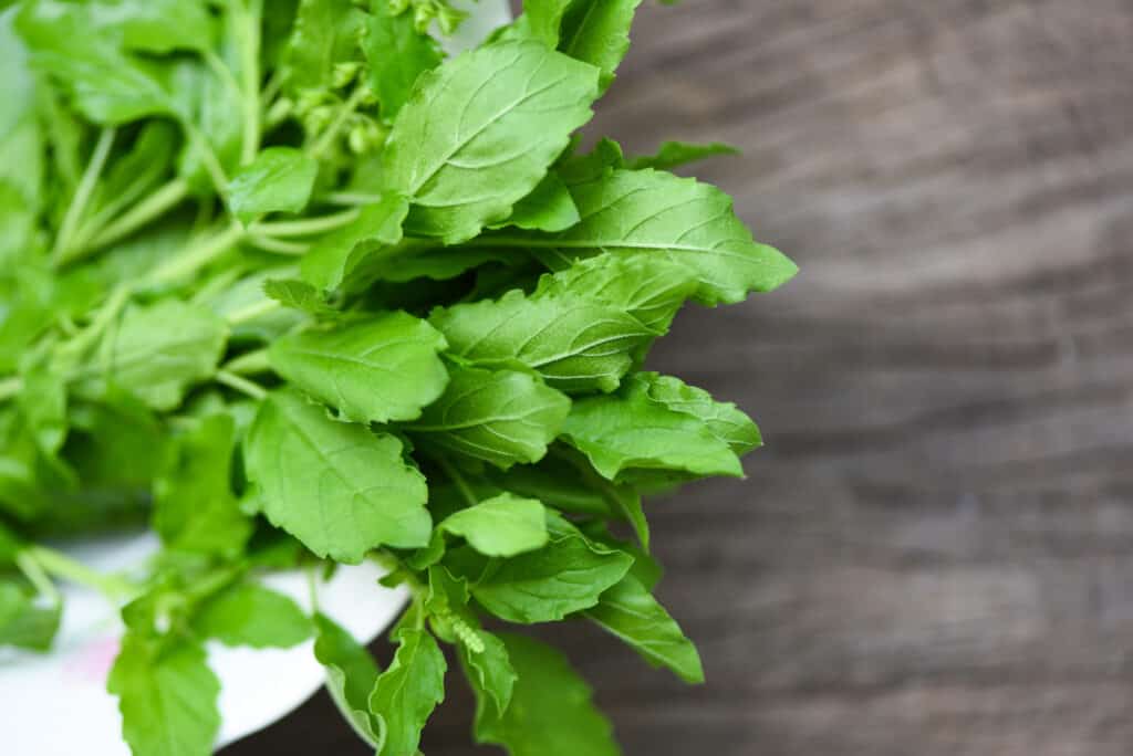Holy basil leaves with toothed margins