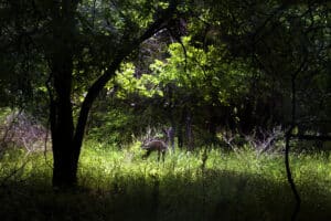 Black Deer: How Rare Are Melanistic Deer and What Causes It? Picture