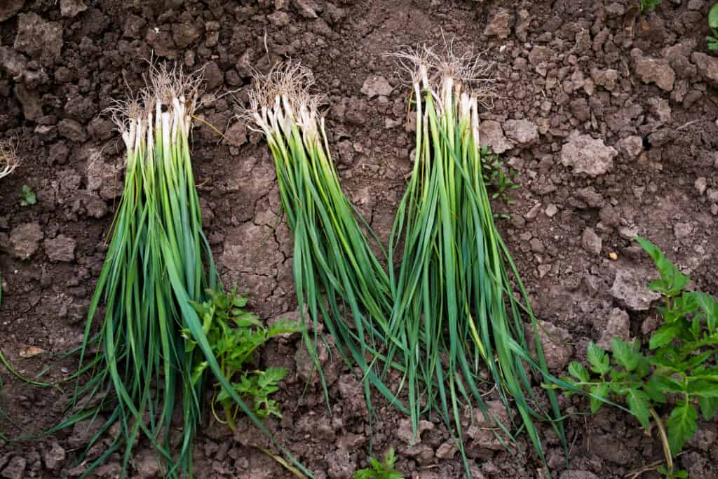 Fresh green onions pulled from the garden