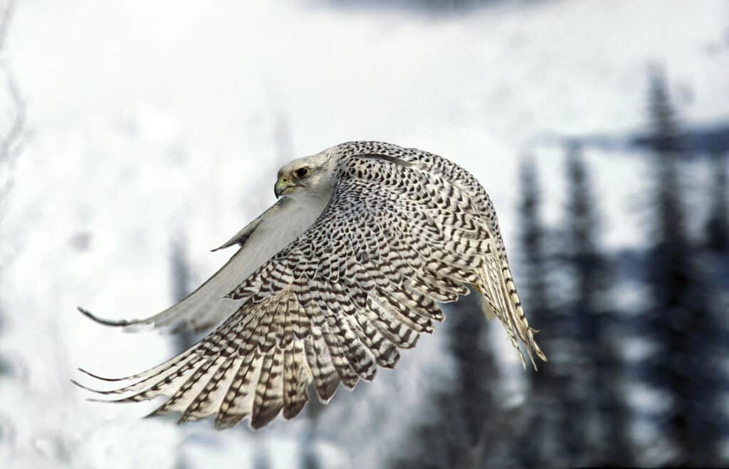 A gryfalcon in flight against a snowy background. The falcon as brown and  white striped outer wing feathers, with whiter underwings. The bird is flying toward the left frame, buy is looking toward the front of frame left. 