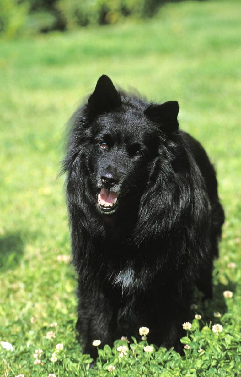 Black Swedish Lapphund