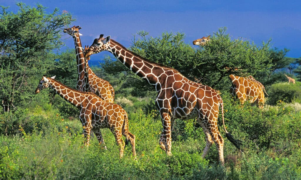 Reticulated Giraffe, Africa, Animal, Animal Wildlife, Animals In The Wild