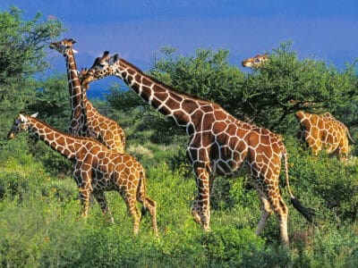 A Discover 7 Different Colors Of Giraffes (Rarest to Most Common)