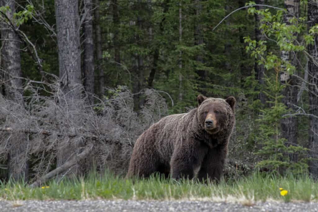 A brown Canadian grizzly bear standing in green grass in a clearing with dense woods in the background in the Rocky Mountains, Alberta, Canada