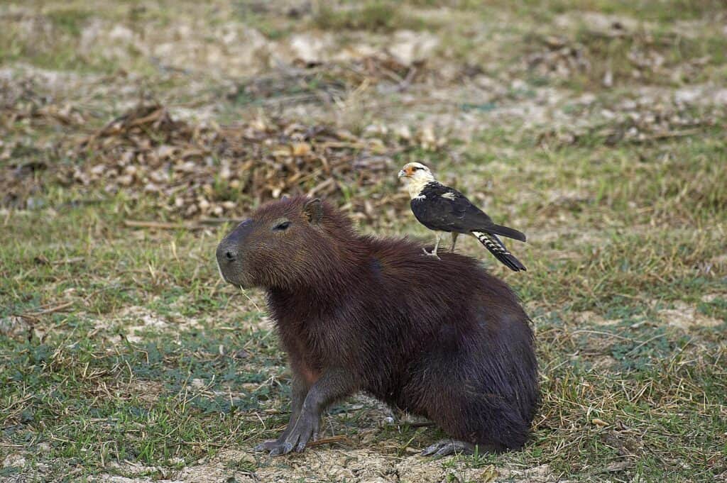 Yellow-headed caracara (milvago chimachima) and Capybara (Hydrochoerus hydrochaeris), Los Lianos in Venezuela