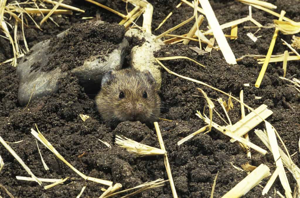 Common vole at den entrance