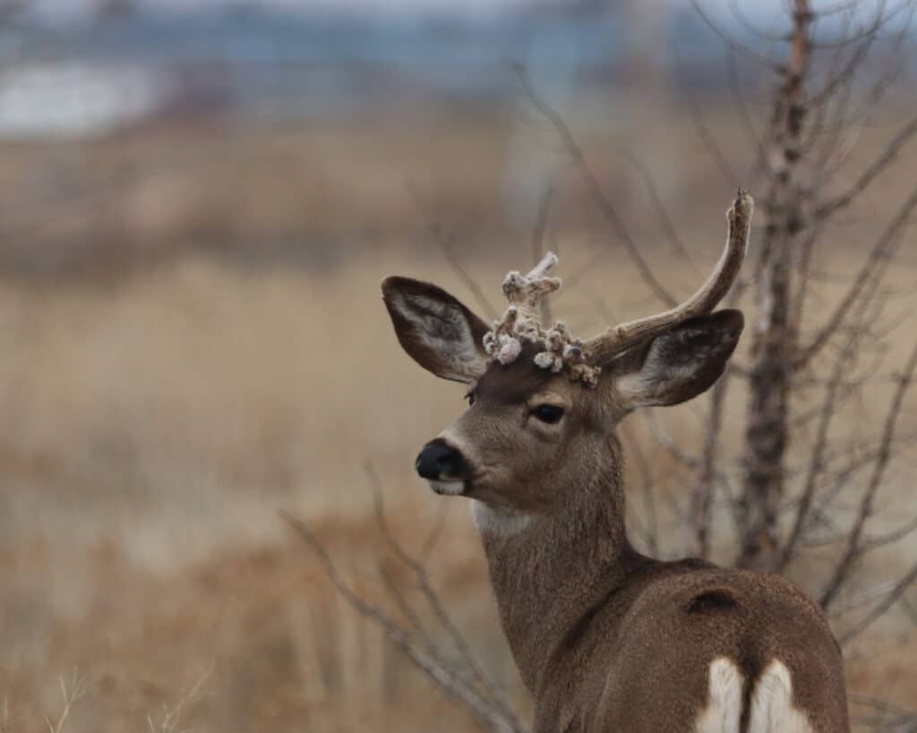 Cactus Buck