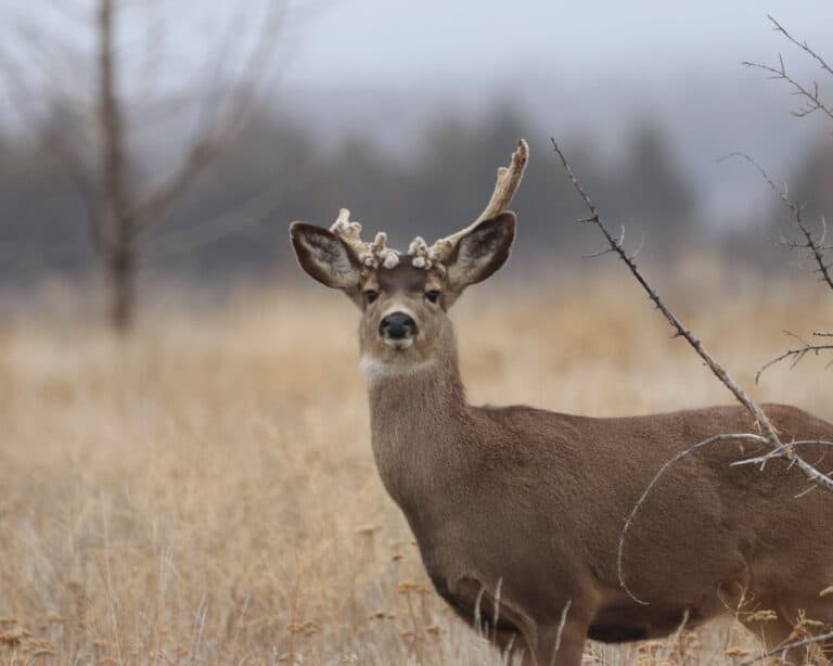 A Cactus Buck stares at the camera