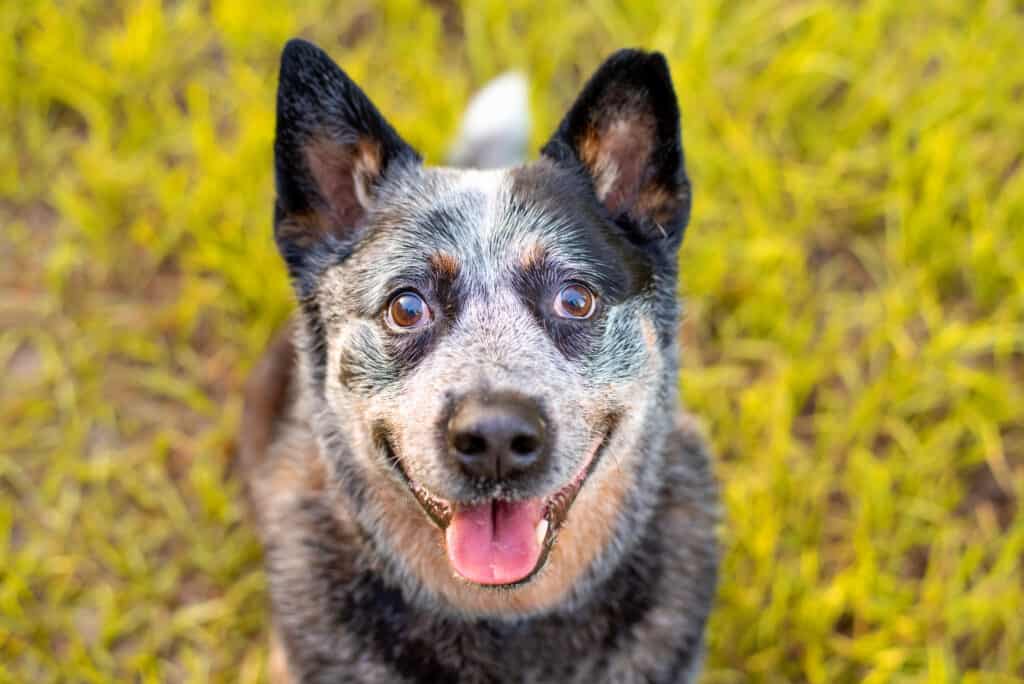 Blue heeler looking up