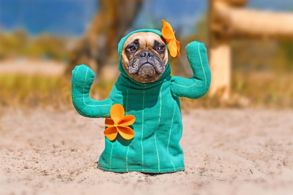 Dog, Halloween, Costume, Humor, Cactus