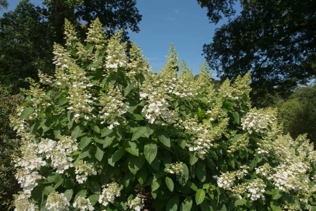 Hydrangea paniculata in bloom.