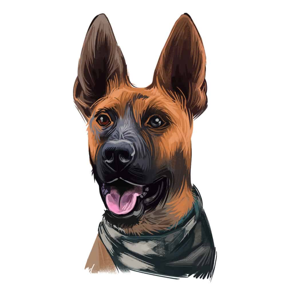 plott hound