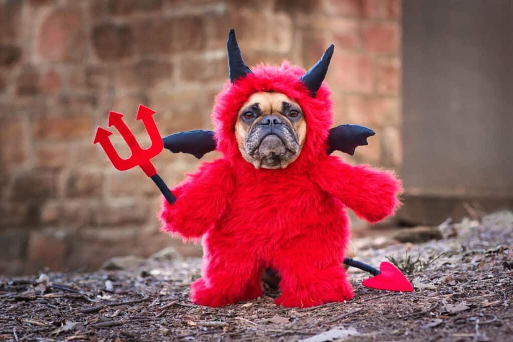 Dog, Costume, Devil, Pets, Pet Clothing