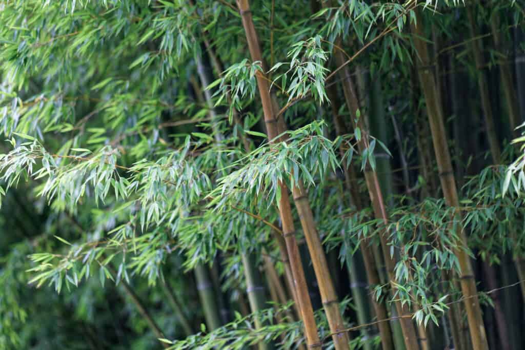 Phyllostachys edulis