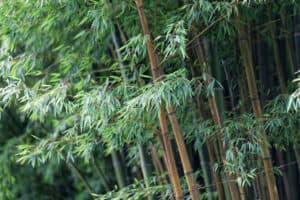 Bamboo In New Hampshire Picture