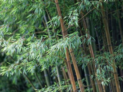 A Bamboo In Virginia