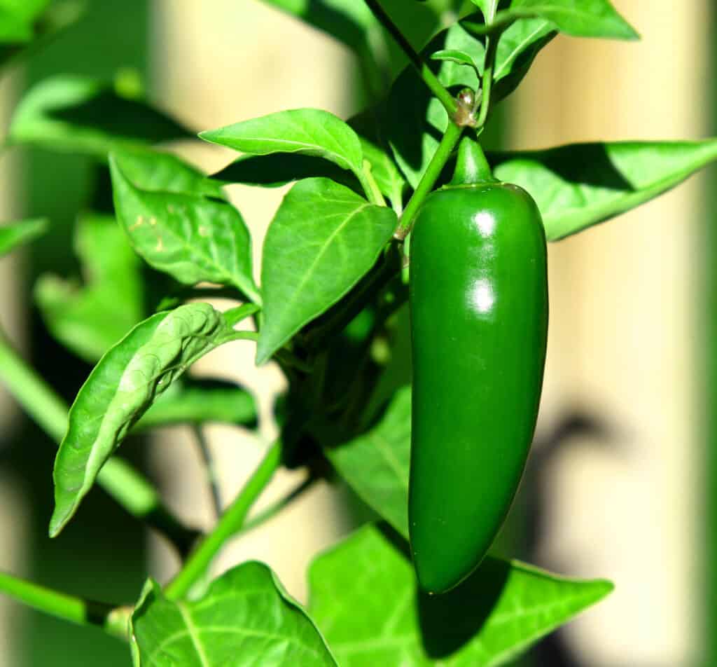 A vivid green jalapeño pepper on an equally vivid green plant. The pepper is right center frame. 
