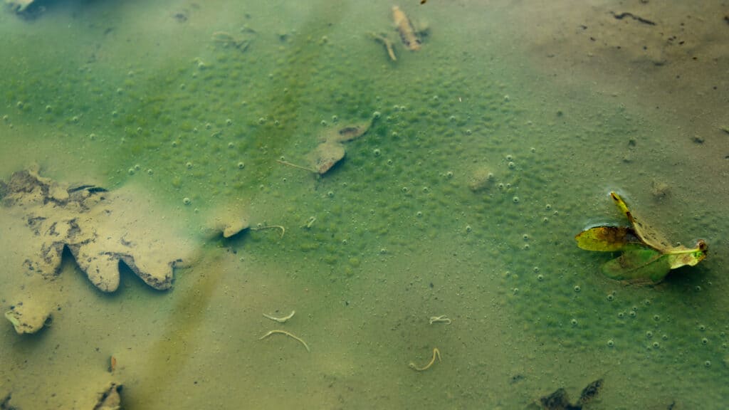 transparent Nematomorpha worms appearing in puddle after rain