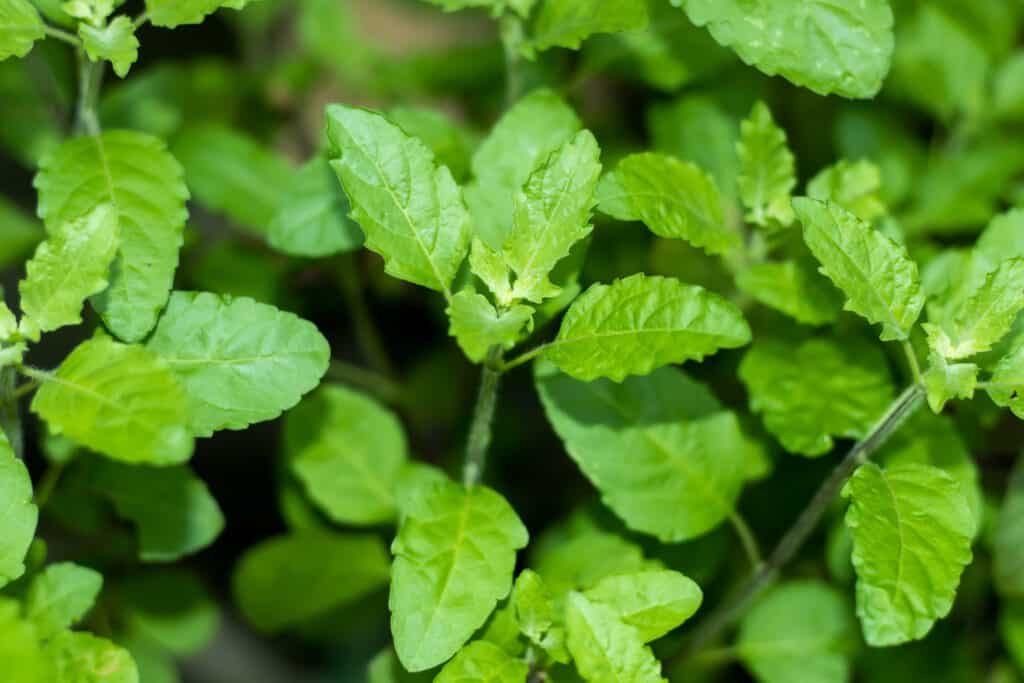 A close up of the green leaves of a holy basil or tulsi plant, full frame