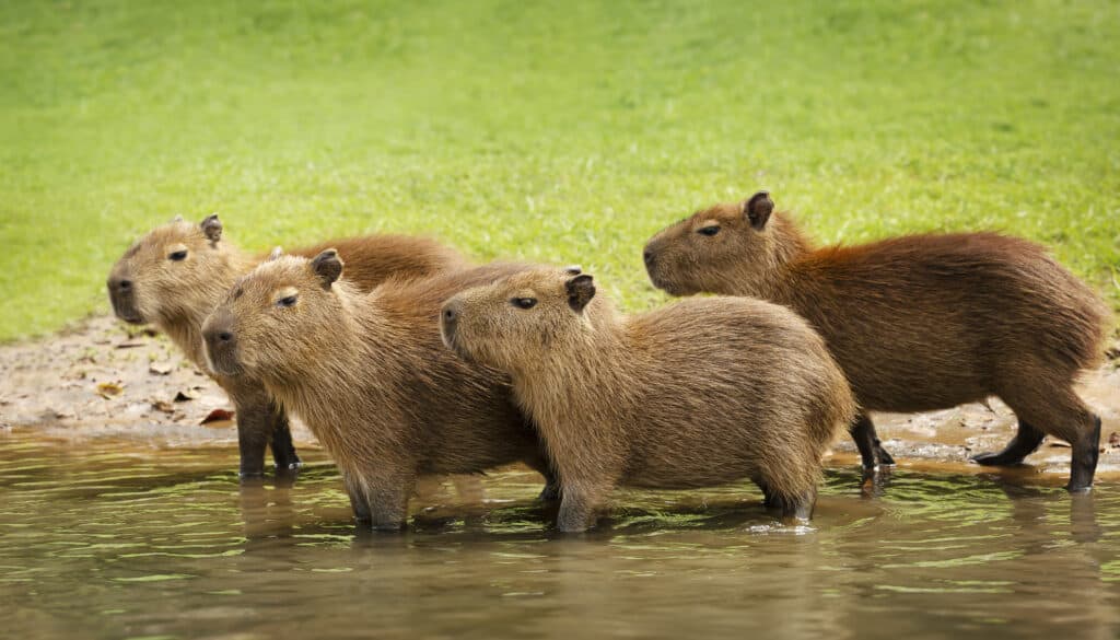Group of baby Capybaras on a river bank
