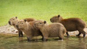 Albino Capybaras: Are There Any White Capybaras? Picture