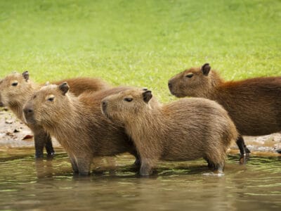A What Is a Group of Capybaras Called and How Do They Behave?