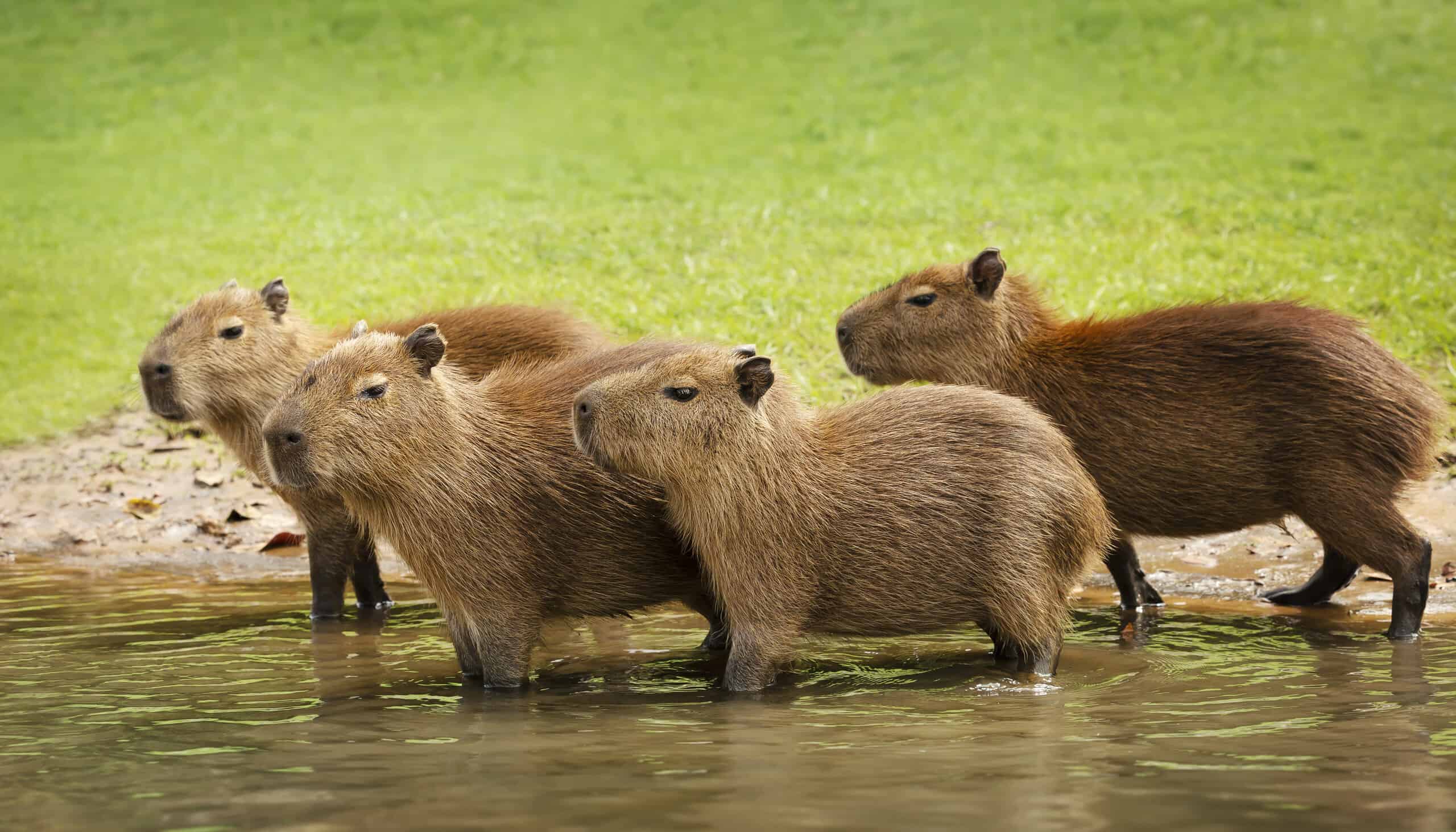 What Is a Group of Capybaras Called and How Do They Behave? AZ Animals