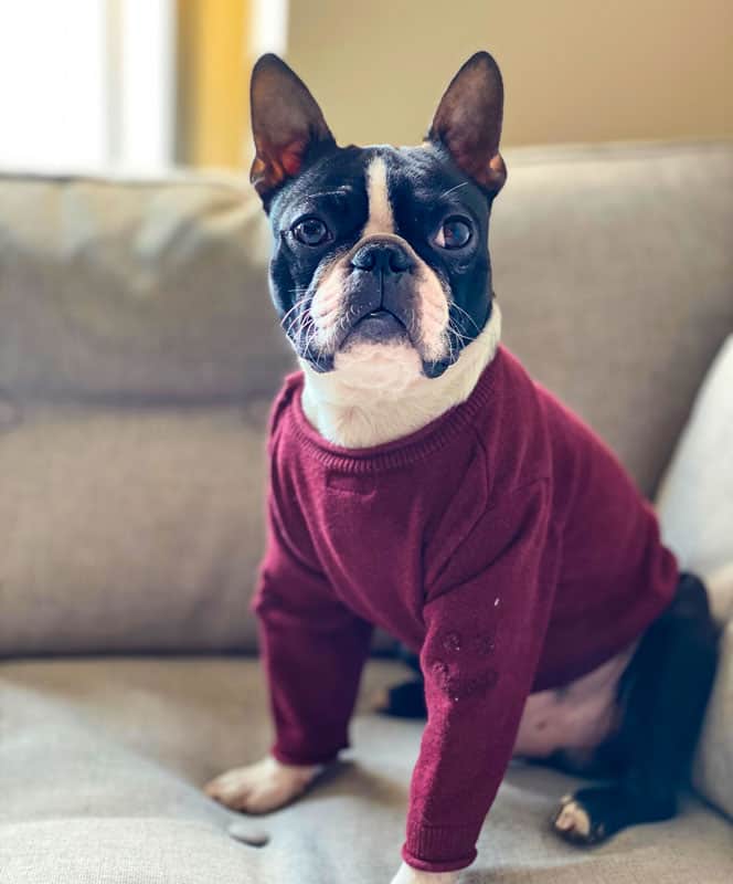 boston terrier, sweater, dog, french bulldog, alternative pose