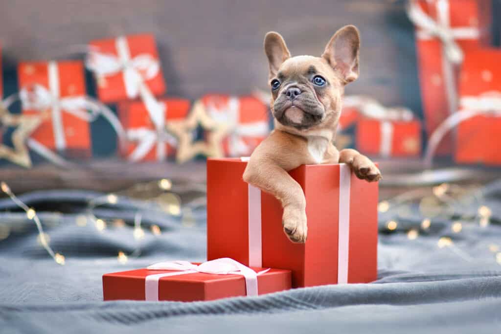 Cute French Bulldog dog puppy peeking out of red Christmas gift box with ribbon
