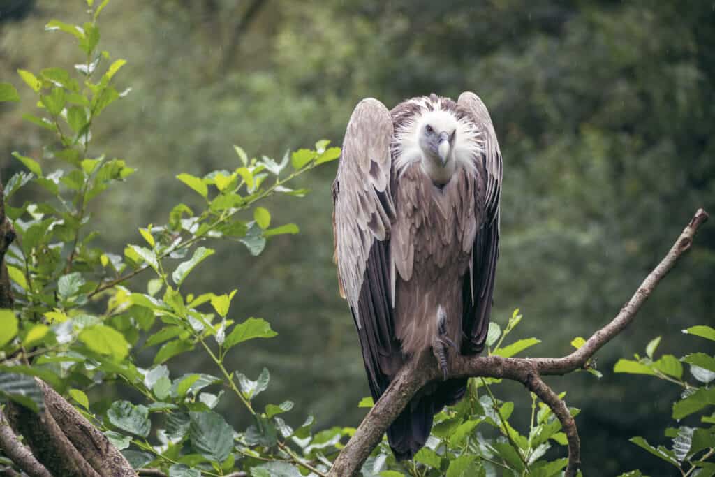 Himalayan griffin vulture