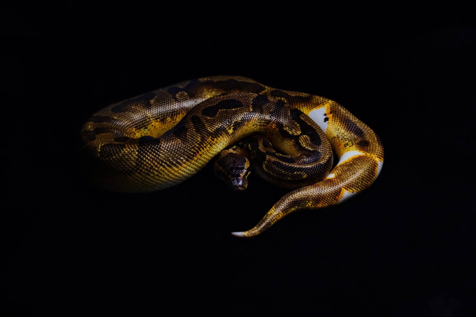 Pied Ball Python AZ Animals