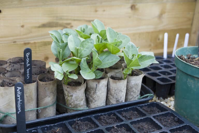 Broad bean bedding plants with green leaves in discarded toilet paper rolls in a garden or nursery setting.