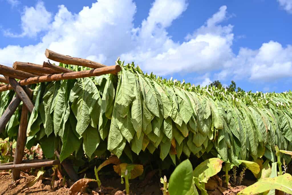 Harvested, partially dry greenish-yellow tobacco leaves hanging uniformly over nature timber rods drying in the sun against a blue and white partly cloudy sky.