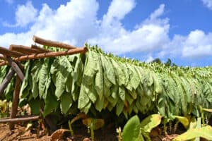 The Top 7 U.S. States That Grow the Most Tobacco Picture