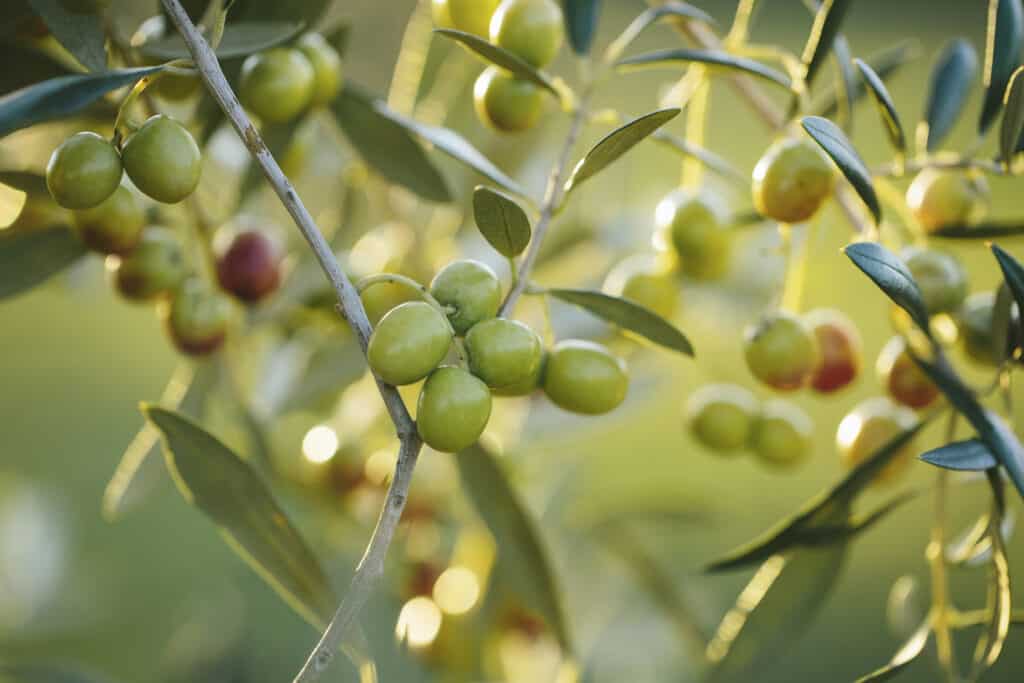 Extreme closeup of a cluster of green olives on an olive branch, against a background of more less-focused olives , olive leaves, and branches.