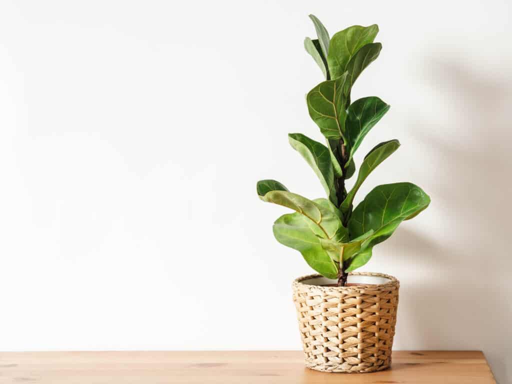 A fiddle leaf fig planted in a wicker pot against a white background.