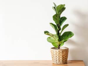 Fiddle-leaf Fig Vs. Ficus: Comparing Two Stately Houseplants