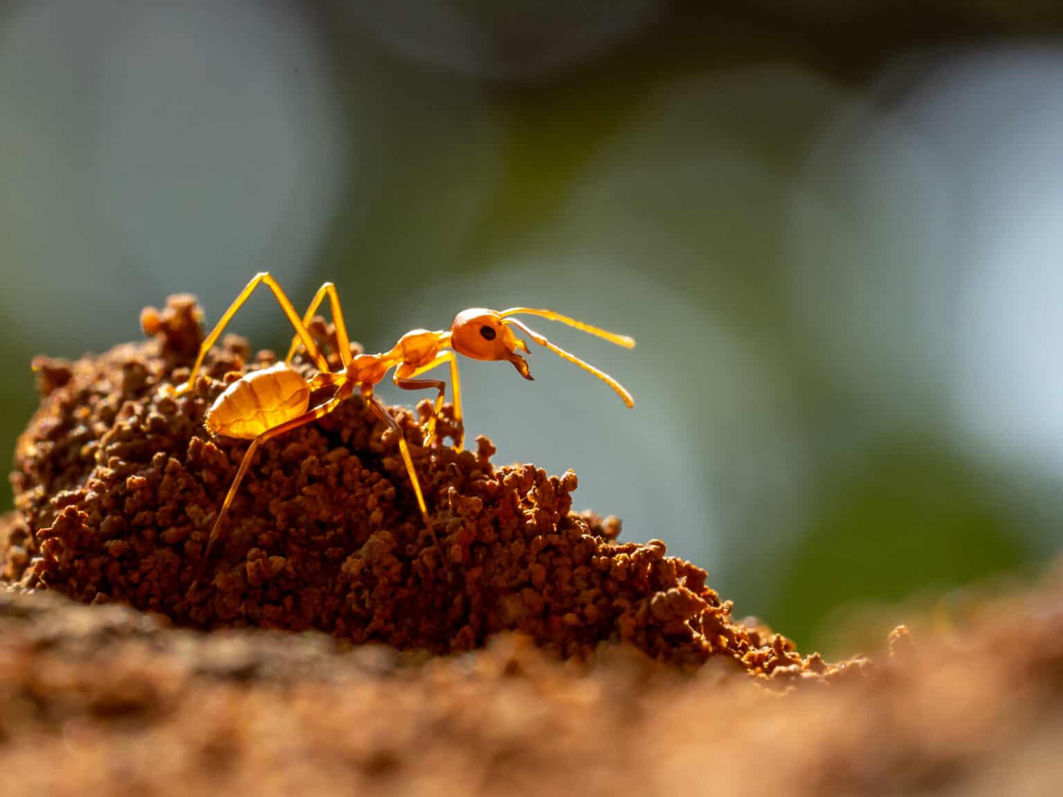 Ant Life Cycle 3-Part Cards With Objects