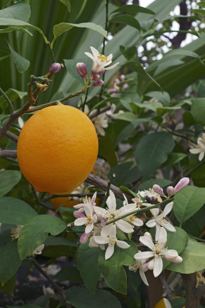 Meyer lemon plant