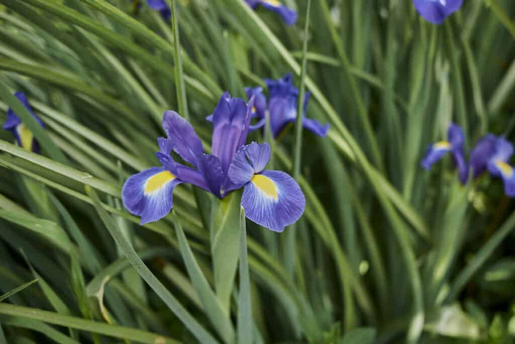 Iris hollandica purple blue flowers