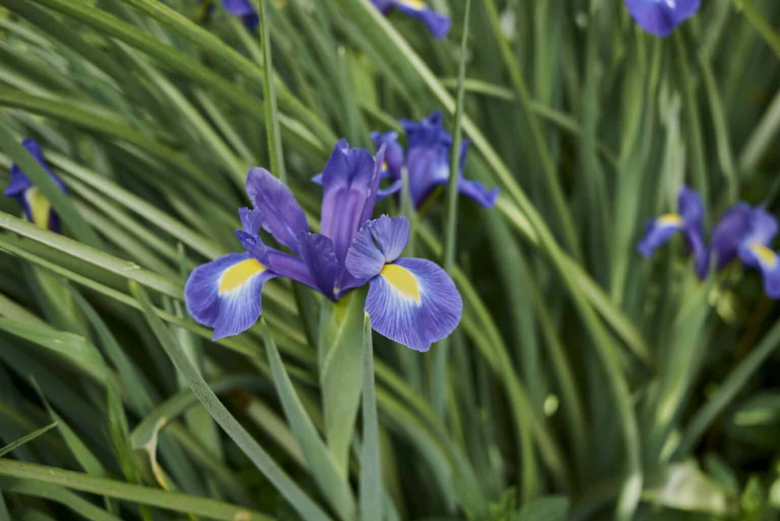 Dutch Iris vs. Siberian Iris: How to Tell the Difference - A-Z Animals