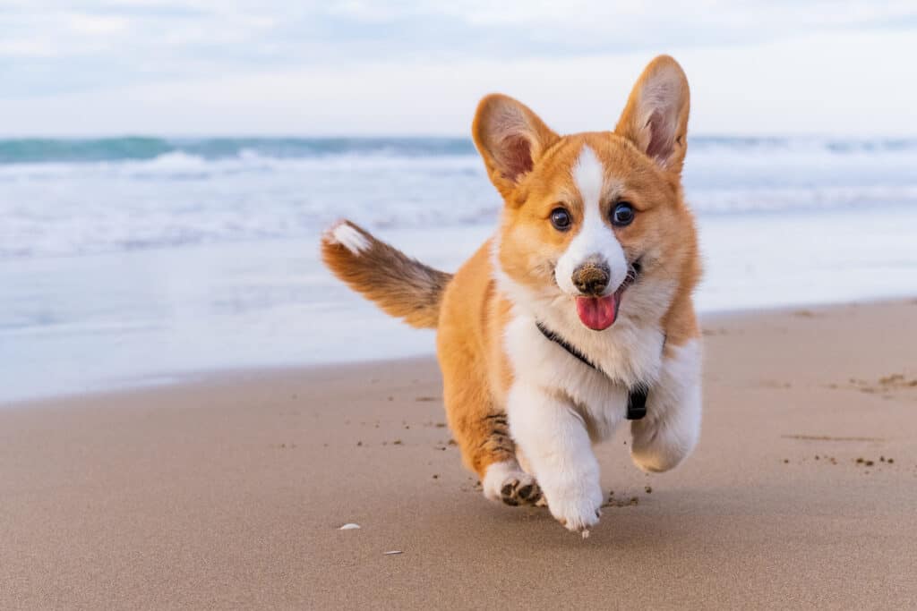 corgi runs on a beach