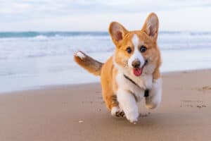 Corgi Prices in 2024: Purchase Cost, Vet Bills, and More! Picture