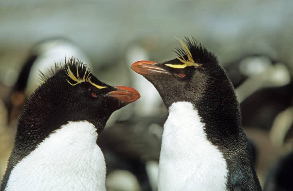 full frame of wo erect-crestd penguins facing each other. They have white fronts, black backs, black faces, brilliant yellow crested brows above their iron-rich blood red eyes. Background appears to be more erect-crested penguins, only out-of-focus.